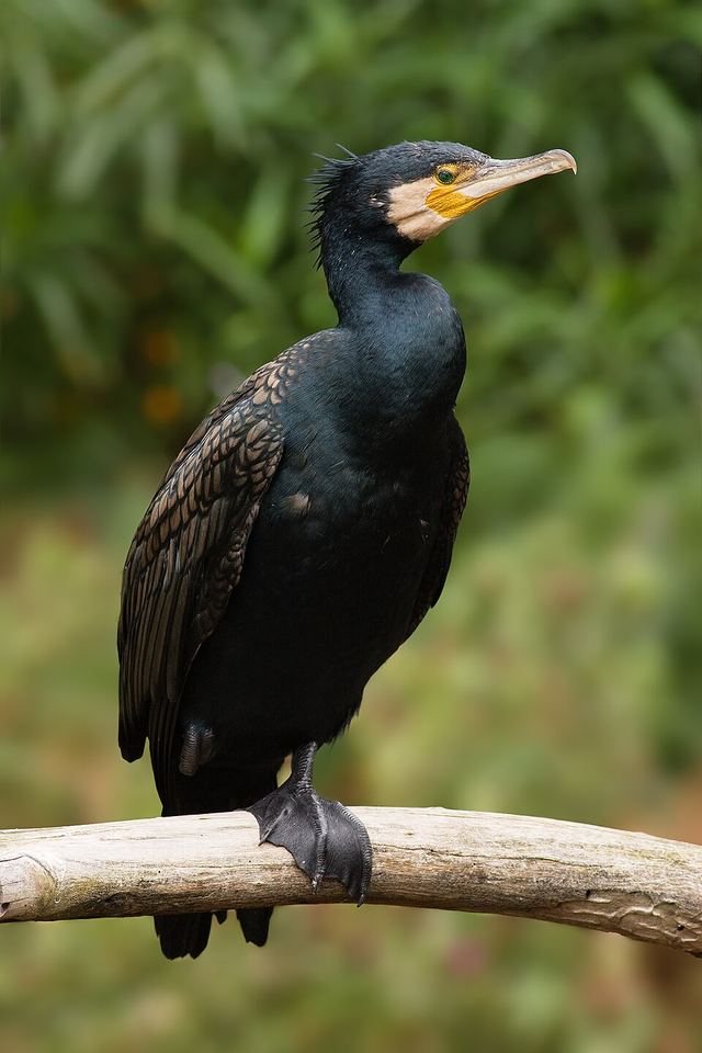 カワウ