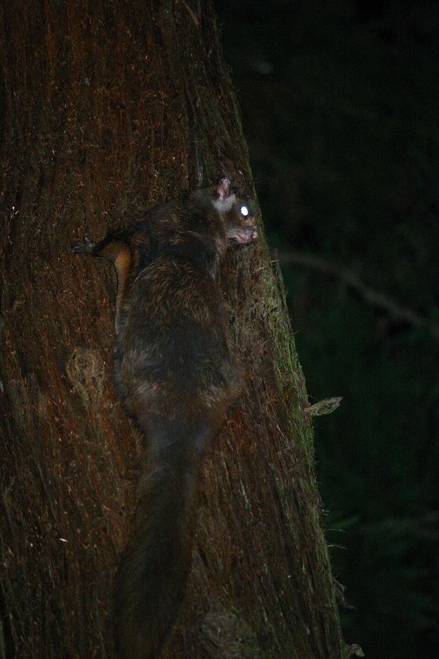 ムササビ