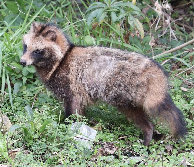 タヌキ