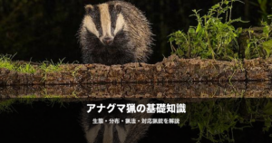アナグマ猟の始め方｜ジビエ人気急上昇中の美味い獣の猟法と対応猟銃