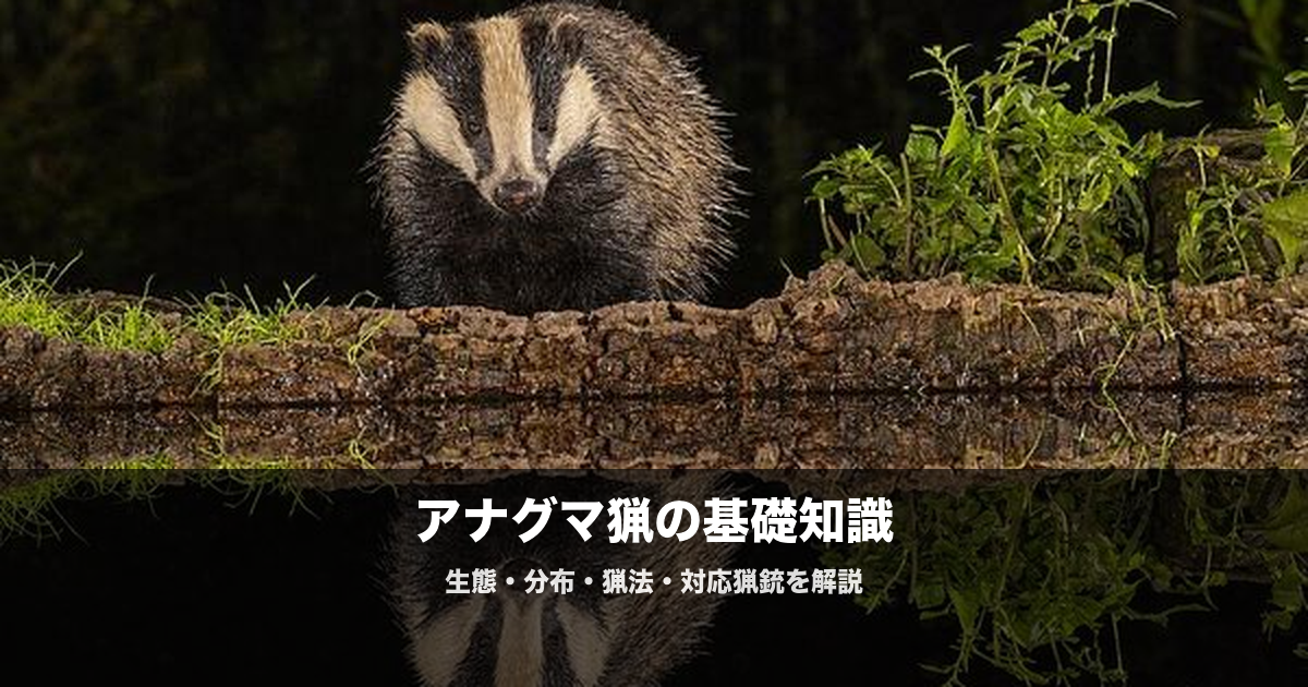 アナグマ猟の始め方|ジビエ人気急上昇中
