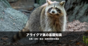アライグマの駆除と猟｜急増する外来種の生態・被害・捕獲方法を解説