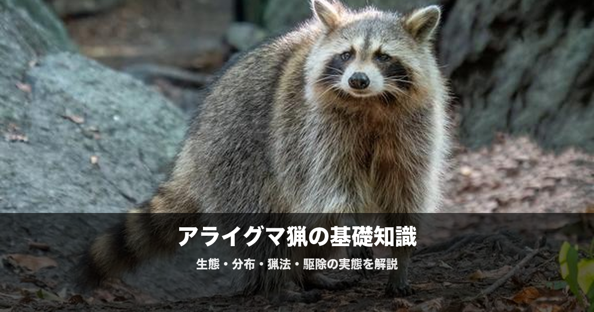 アライグマの駆除と猟|急増する外来種