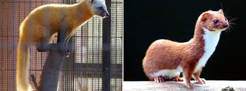 中型獣(左:テン、右:イタチ(オス))