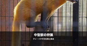 テン・イタチの猟｜中型獣の生態・見分け方・猟法を初心者向けに解説