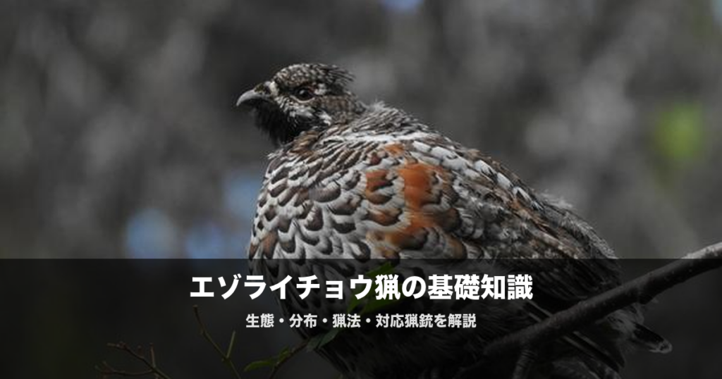 エゾライチョウ猟の始め方｜北海道限定の猟鳥を獲るための装備と猟法
