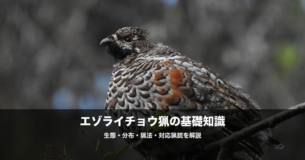 エゾライチョウ猟の始め方|北海道限定の猟鳥