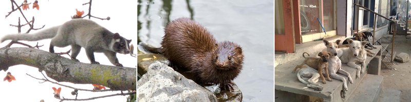 外来種（左からハクビシン・ミンク・ノイヌ）