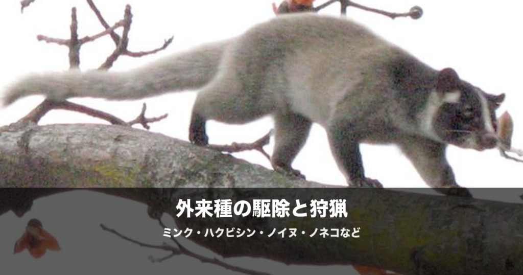 外来種の駆除と狩猟｜ミンク・ハクビシン・ノイヌ・ノネコの捕獲方法を解説