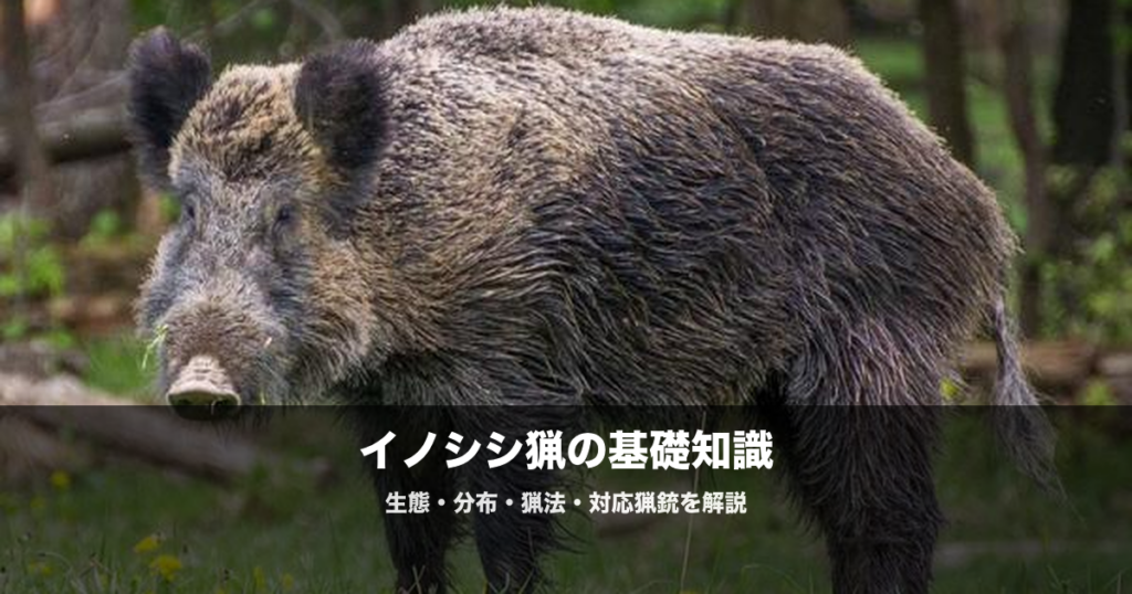 イノシシ猟の始め方｜スラッグ弾・巻き狩りなど必要な装備と猟法を解説