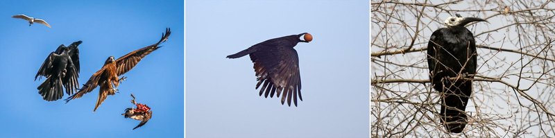 カラス類（左からハシブトガラス・ハシボソガラス・ミヤマガラス）