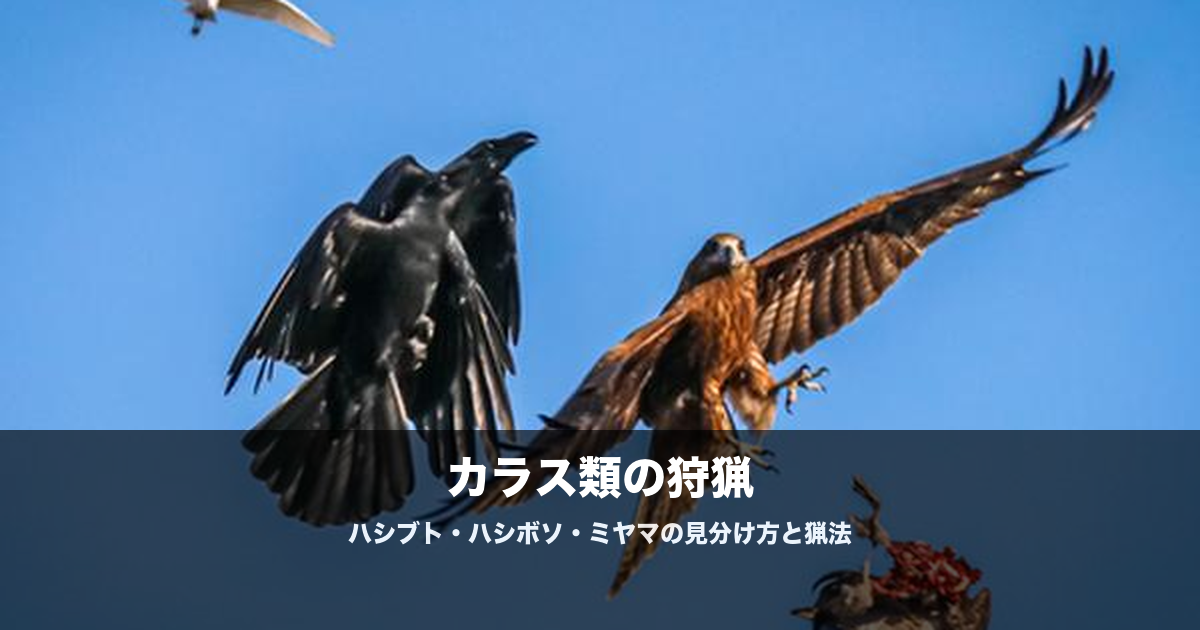 カラス猟の始め方|ハシブト・ハシボソ・ミヤマ