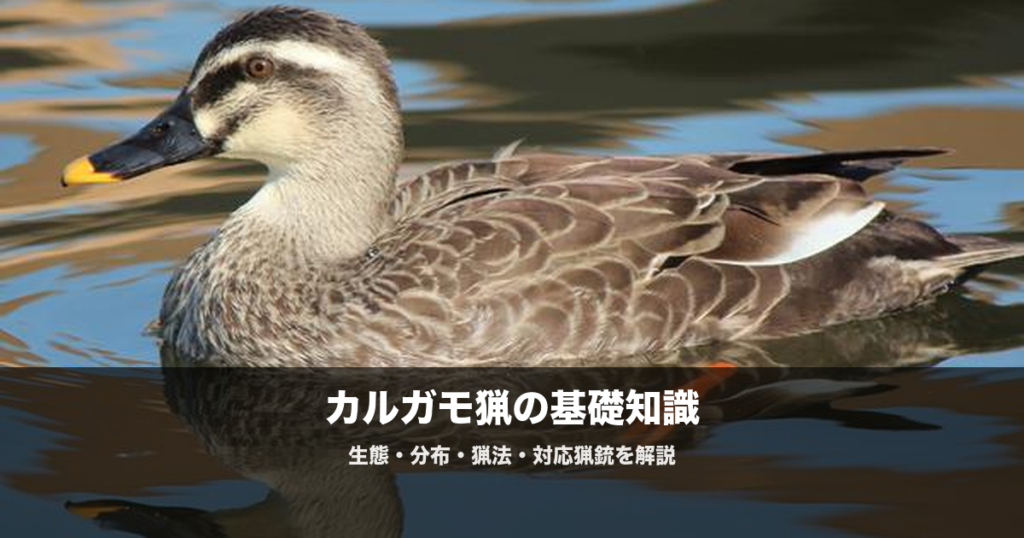 カルガモ猟の始め方|散弾銃の弾・猟場・猟法を初心者向けに解説