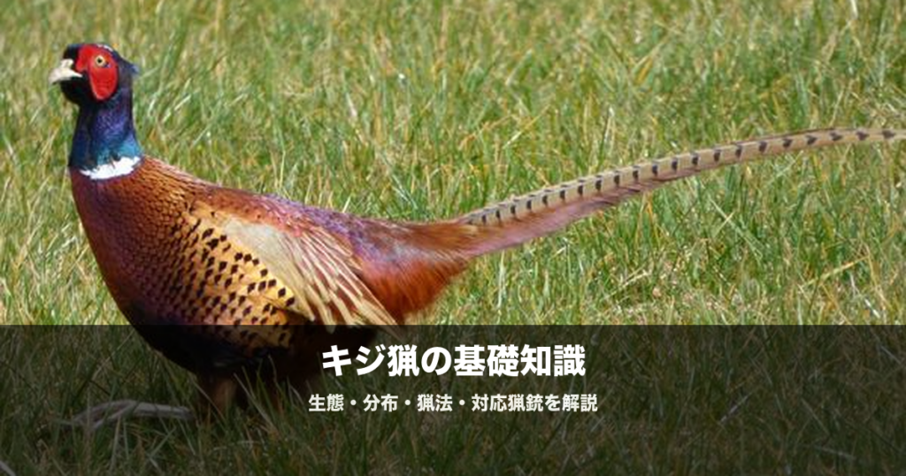 キジ猟の始め方｜散弾銃の弾・猟犬・猟法を初心者向けに解説
