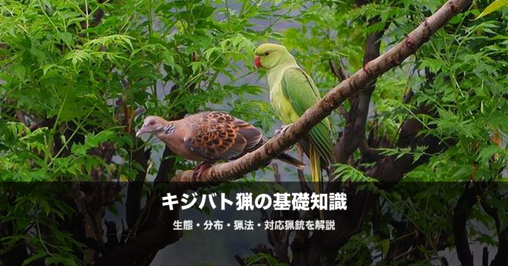 キジバト猟の始め方|散弾銃の弾・猟場・射撃のコツを初心者向けに解説