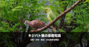 キジバト猟の始め方｜散弾銃の弾・猟場・射撃のコツを初心者向けに解説