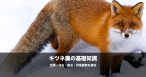 キツネ猟の始め方｜対応猟銃・猟法・生態を初心者向けに解説
