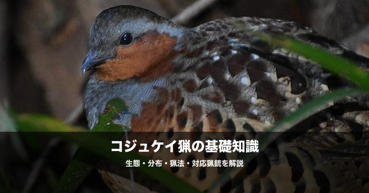 コジュケイ猟の始め方