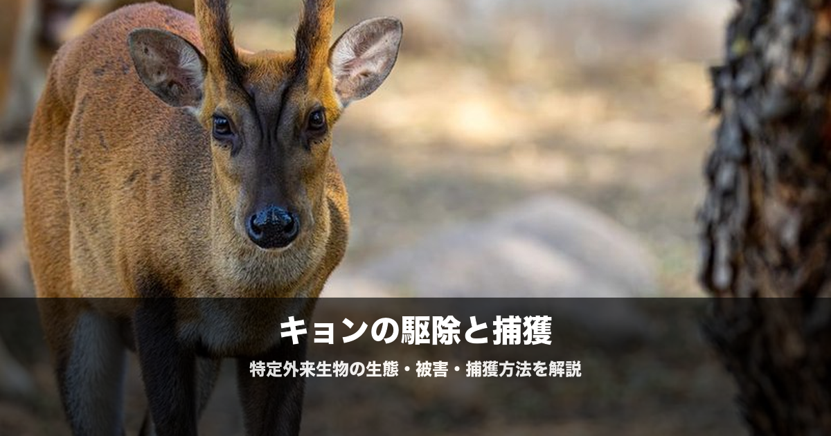 キョンはなぜ増える?|千葉県で7万頭超