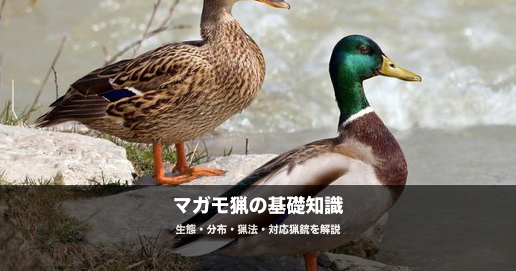 マガモ猟の始め方|散弾銃の番手・弾の号数・猟場の選び方を解説