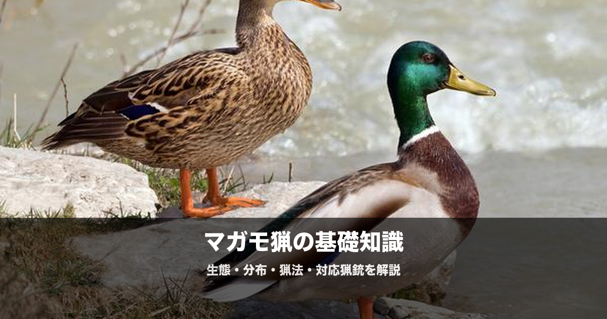 マガモ猟