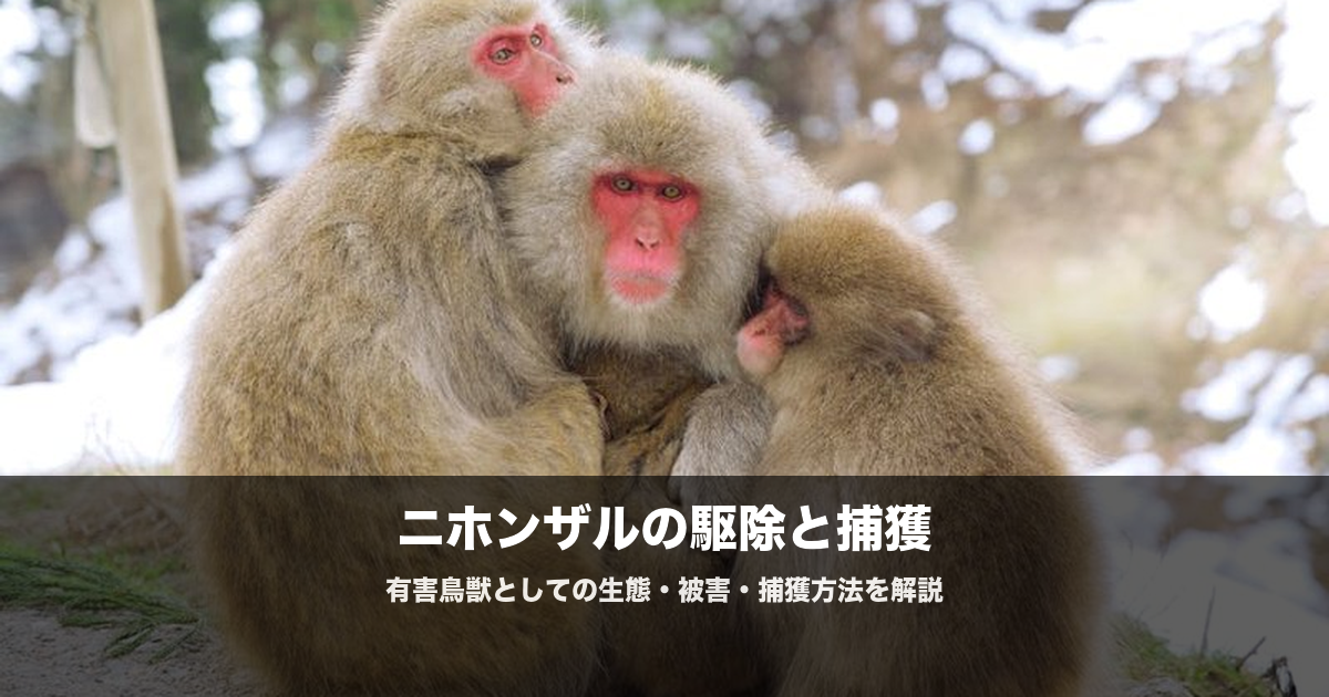 ニホンザルの農業被害と駆除