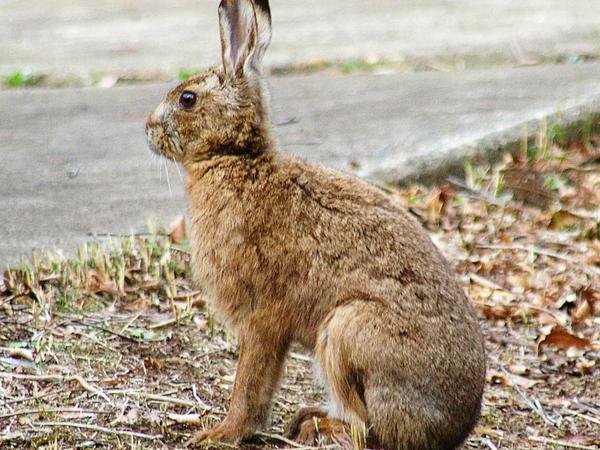 ノウサギ