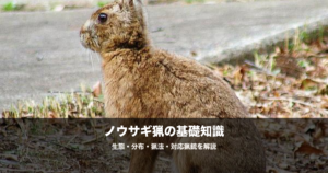 ノウサギ猟の始め方｜散弾銃の弾・猟犬・巻き狩りのコツを解説
