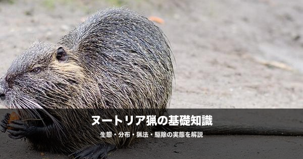 ヌートリアの駆除と猟｜西日本で急増する外来種の生態・被害・捕獲方法