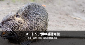 ヌートリアの駆除と猟｜西日本で急増する外来種の生態・被害・捕獲方法