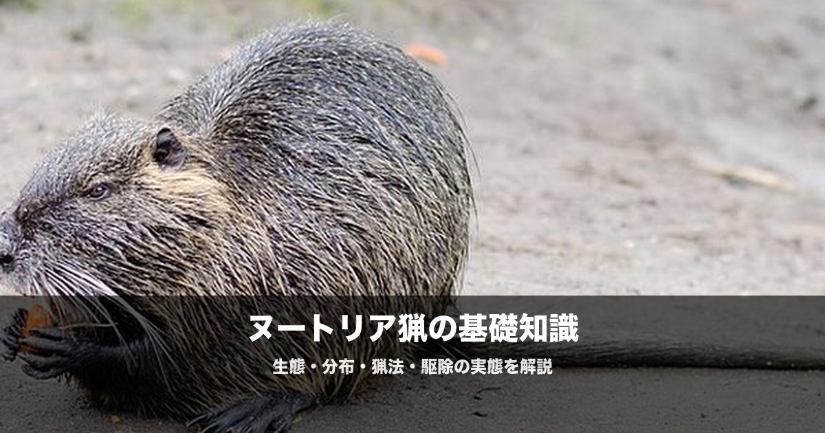 ヌートリアの駆除と猟|西日本で急増する外来種