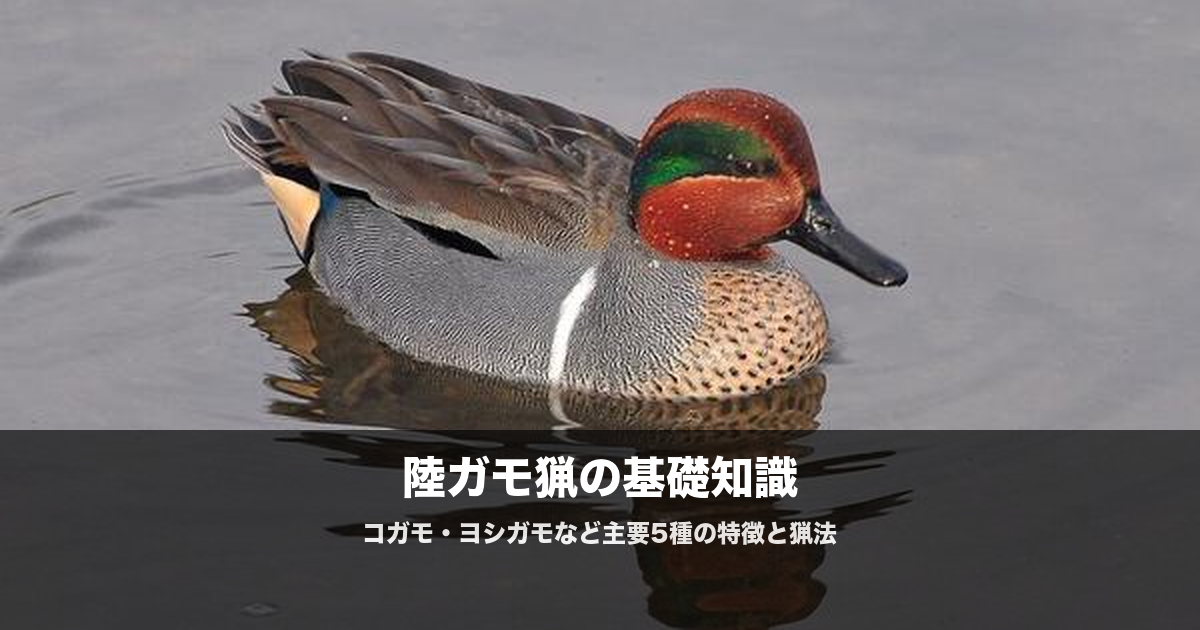 陸ガモ猟の始め方|コガモ・ヨシガモなど5種
