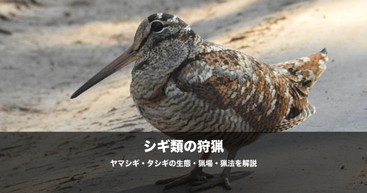 シギ猟の始め方|ヤマシギ・タシギの猟場・猟法