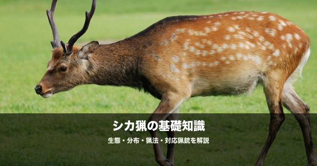 シカ猟の始め方｜散弾銃・ライフルの選び方と猟法を初心者向けに解説