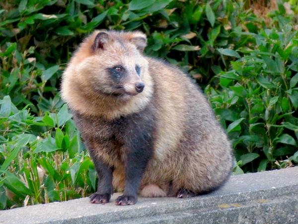 タヌキ