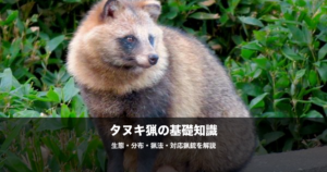 タヌキ猟の始め方｜対応猟銃・猟法・ジビエとしての活用を解説