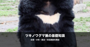 ツキノワグマ猟の始め方｜必要な銃・弾・猟法と安全対策を解説