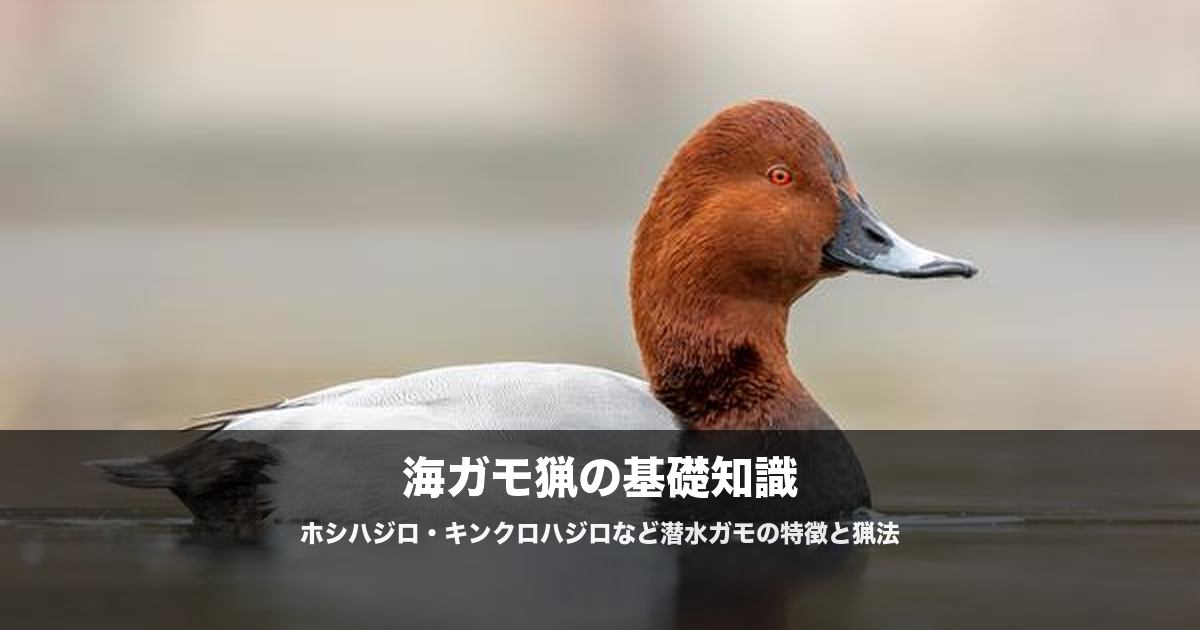 海ガモ猟の始め方|ホシハジロ・キンクロハジロ