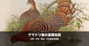 ヤマドリ猟の始め方｜日本固有の山鳥を獲るための銃・弾・猟法を解説