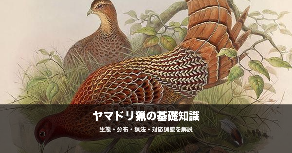ヤマドリ猟の始め方|日本固有の山鳥を獲る