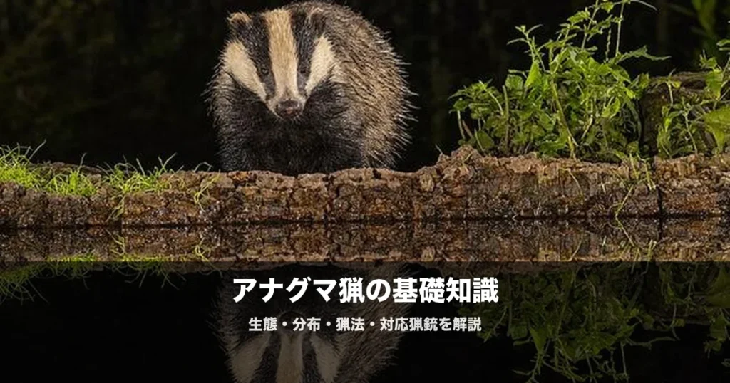 アナグマ猟の始め方|ジビエ人気急上昇中の美味い獣の猟法と対応猟銃