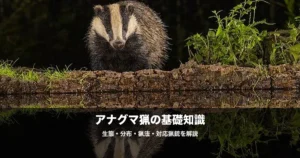 アナグマ猟の始め方｜ジビエ人気急上昇中の美味い獣の猟法と対応猟銃