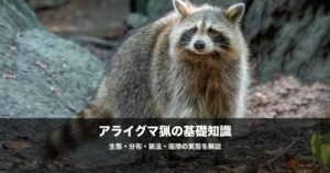 アライグマの駆除と猟｜急増する外来種の生態・被害・捕獲方法を解説