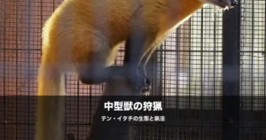 テン・イタチの猟｜中型獣の生態・見分け方・猟法を初心者向けに解説
