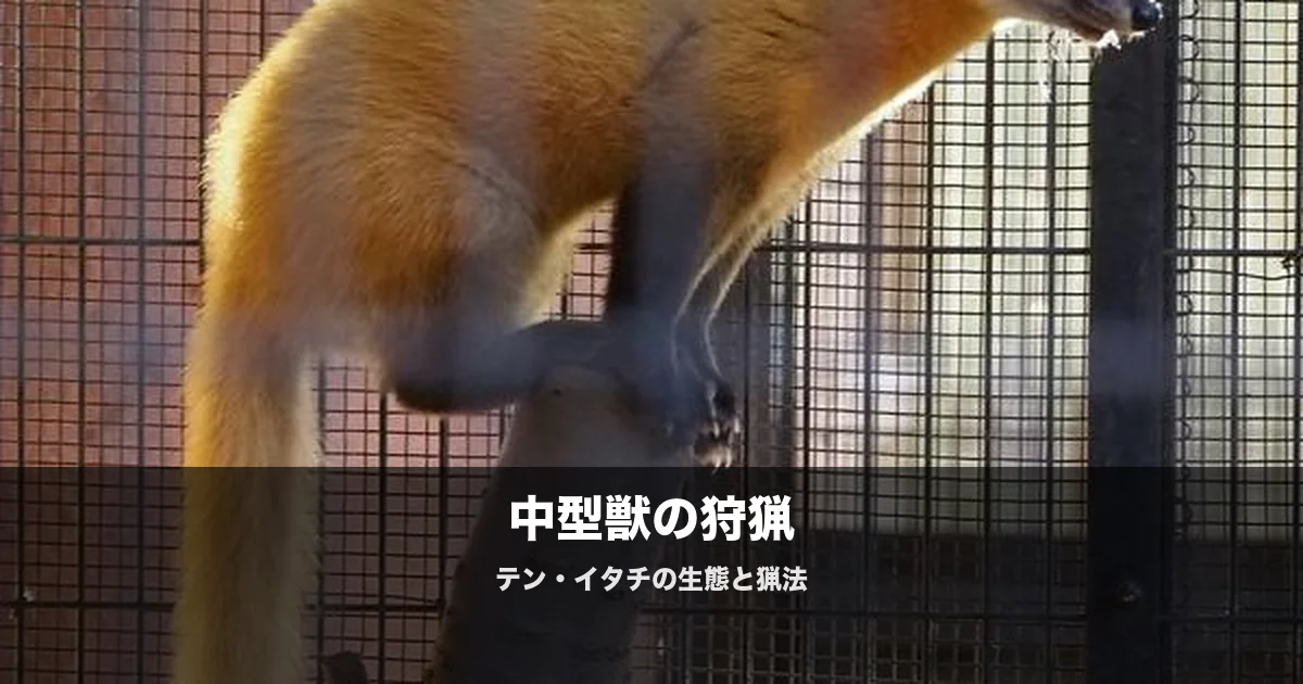 テン・イタチの猟｜中型獣の生態・見分け方・猟法