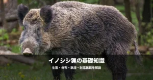イノシシ猟の始め方｜スラッグ弾・巻き狩りなど必要な装備と猟法を解説
