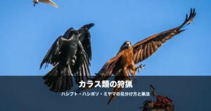 カラス猟の始め方｜ハシブト・ハシボソ・ミヤマの見分け方と猟法を解説