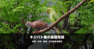 キジバト猟の始め方｜散弾銃の弾・猟場・射撃のコツを初心者向けに解説