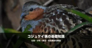 コジュケイ猟の始め方｜散弾銃の弾・猟場・猟法を初心者向けに解説
