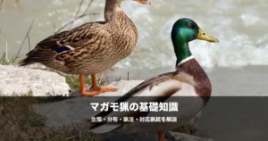 マガモ猟の始め方｜散弾銃の番手・弾の号数・猟場の選び方を解説